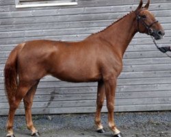 broodmare Goldy Dream Semilly (Selle Français, 2016, from Diamant de Semilly)