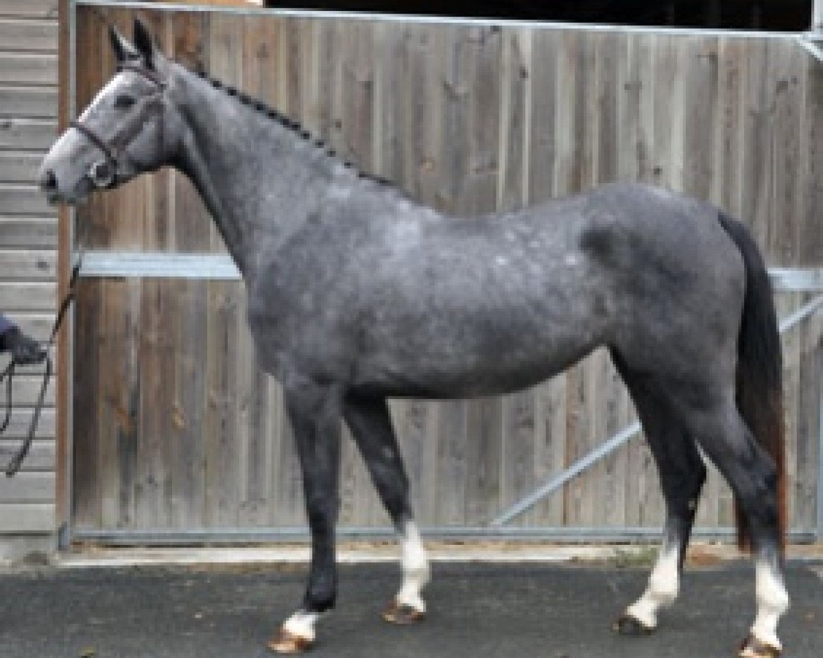 broodmare Givenchy Semilly (Selle Français, 2016, from Tornesch)