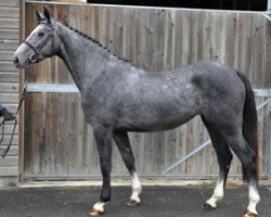 broodmare Givenchy Semilly (Selle Français, 2016, from Tornesch)