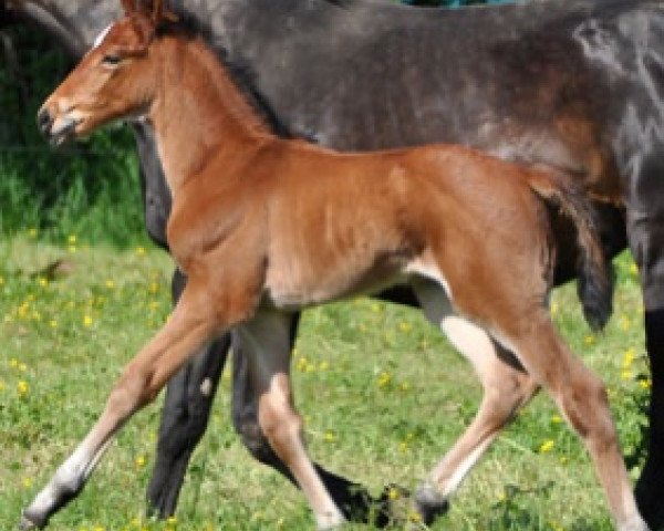 Springpferd Gitano Semilly (Selle Français, 2016, von Number One D'Iso Un Prince)