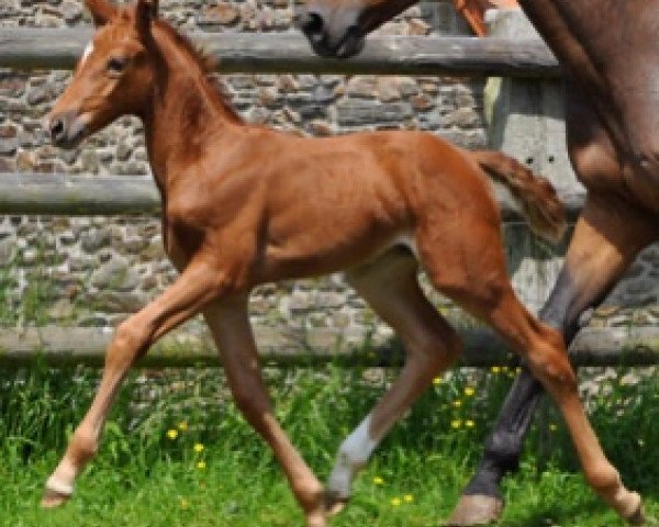 Springpferd Ghardaia Semilly (Selle Français, 2016, von Urano de Cartigny)