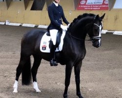 dressage horse VIP Vanquish (Oldenburg, 2017, from Vainqueur)