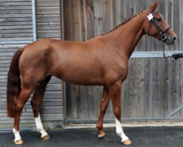 broodmare Ghana Semilly (Selle Français, 2016, from Kannan)