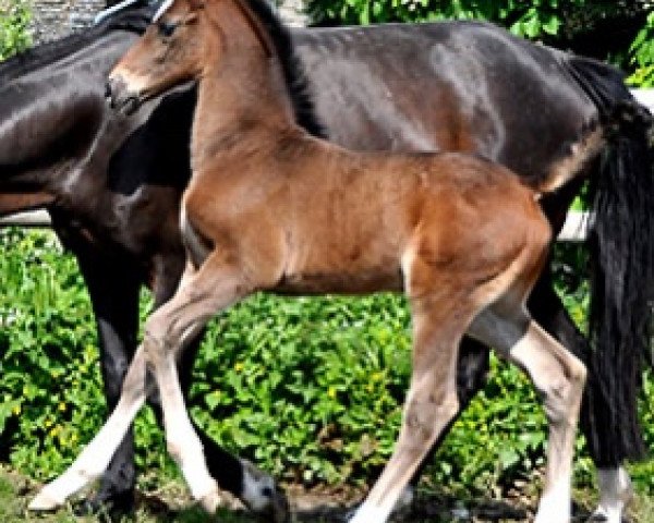 Springpferd Galliano Semilly (Selle Français, 2016, von Tornesch)