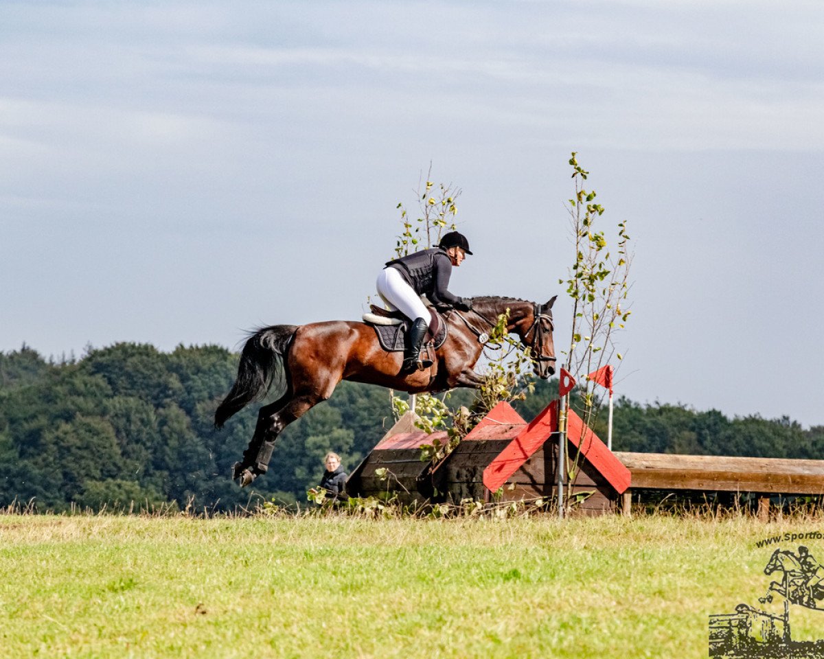 dressage horse Vellamy-Retto (KWPN (Royal Dutch Sporthorse), 2002, from Germus R)