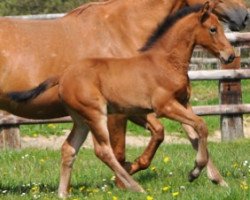 broodmare Galaxie Semilly (Selle Français, 2016, from Quick Star)