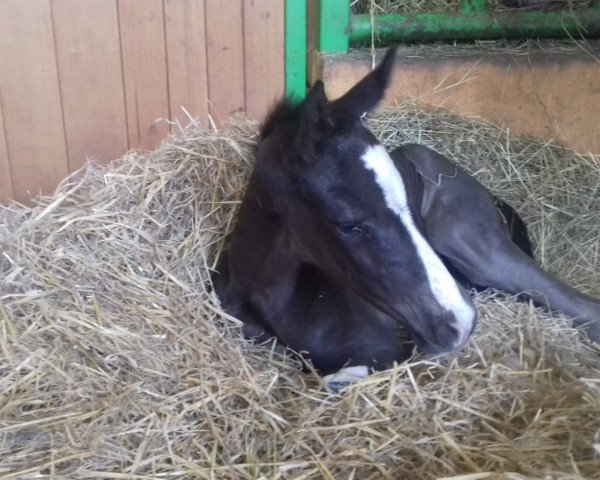 dressage horse Deja-vu (German Sport Horse, 2020, from Dancier Gold FRH)