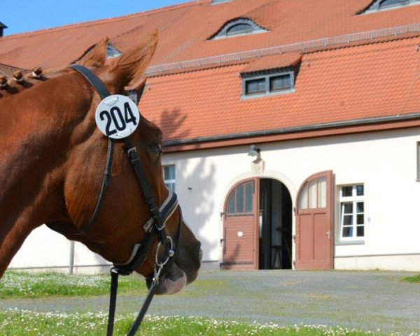 broodmare Pikotee HC (Trakehner, 2014, from Icare d'Olympe AA)