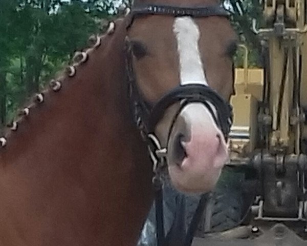 broodmare Poetin (German Riding Pony, 2015, from Quaterback's Junior)