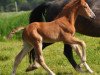 Springpferd Gaïa Semilly (Selle Français, 2016, von Tornesch)