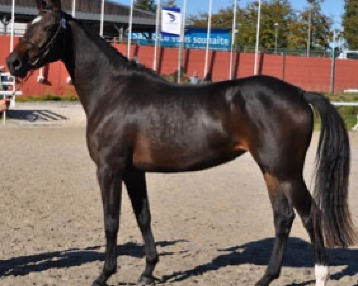 horse Fortuna Semilly (Selle Français, 2015, from Adzaro de l'Abbaye)