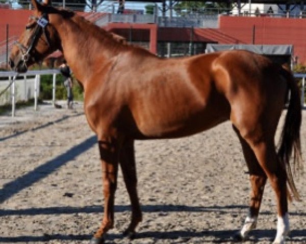 broodmare Flying Girl Semilly (Selle Français, 2015, from Diamant de Semilly)