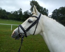 broodmare Peggy (German Riding Pony, 1994, from Playback)