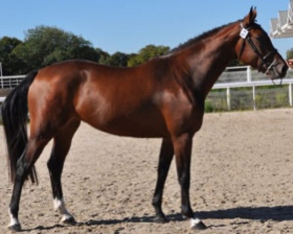 broodmare Fly High Semilly (Selle Français, 2015, from Contendro I)