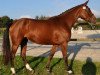 broodmare Floralie Semilly (Selle Français, 2015, from Bisquet Balou C)