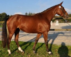 broodmare Floralie Semilly (Selle Français, 2015, from Bisquet Balou C)