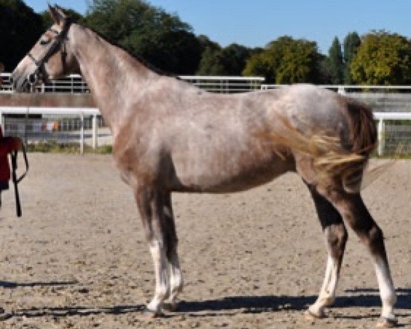 jumper Flash Dance Semilly (Selle Français, 2015, from Diamant de Semilly)