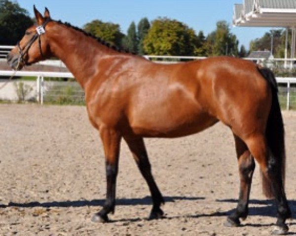 broodmare Fidji Star Semilly (Selle Français, 2015, from Quick Star)