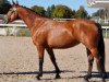 broodmare Fidji Star Semilly (Selle Français, 2015, from Quick Star)