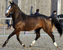 broodmare Feerie Semilly (Selle Français, 2015, from Tornesch)