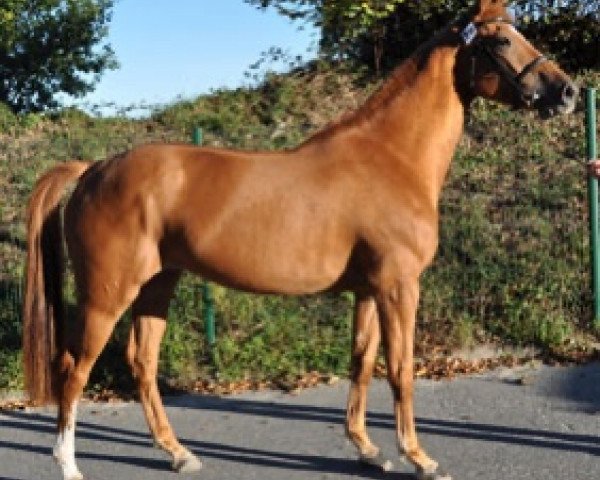 broodmare Fantasia Semilly (Selle Français, 2015, from Tornesch)