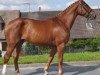 broodmare Exotic Girl Similly (Selle Français, 2014, from Kannan)