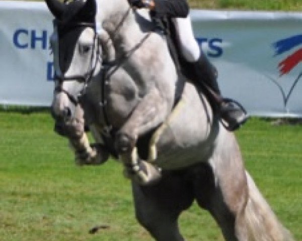 broodmare Evora Semilly (Selle Français, 2014, from Nartago)