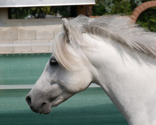 stallion Blitz und Donner (German Riding Pony, 2011, from Black Horse 2)