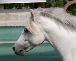 stallion Blitz und Donner (German Riding Pony, 2011, from Black Horse 2)