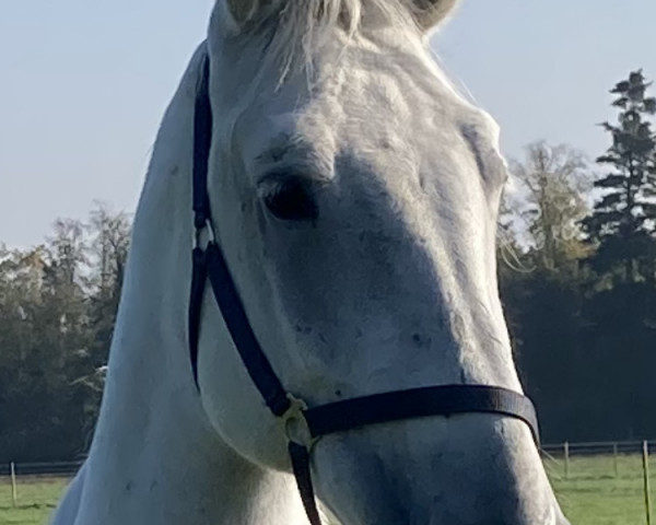 horse Siglavy Capriola Vitéz (Lipizzaner, 2014)