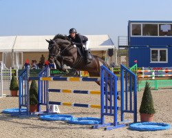 jumper Chass de Bourbon (Hungarian Warmblood, 2007, from Chasseur II)