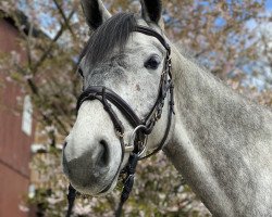 jumper Claire 199 (German Sport Horse, 2015, from Cellestino)