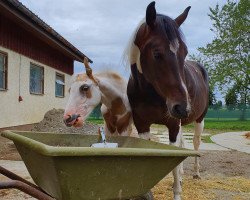 horse Genever May (Pinto / Hunter, 2018, from Shipaopay)