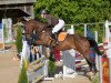 jumper A little shy (Oldenburg show jumper, 2011, from Arioso du Theillet)