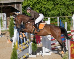 jumper A little shy (Oldenburg show jumper, 2011, from Arioso du Theillet)