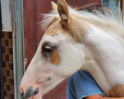 horse Santa Silva (Pinto / Hunter, 2020, from Shipaopay)