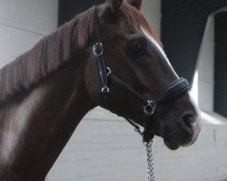 dressage horse Dancing Hit (Hanoverian, 2016, from Diamond Hit)