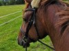 dressage horse Beltaana (Hanoverian, 2013, from Beltano)