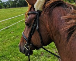 dressage horse Beltaana (Hanoverian, 2013, from Beltano)