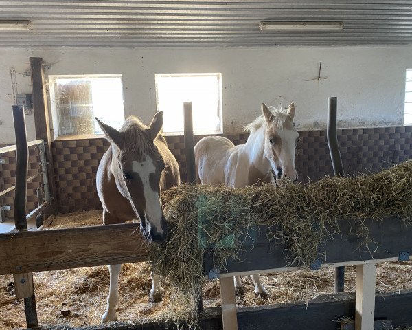 broodmare Sondrine (Pinto / Hunter, 2005, from Unbekannt Pinto)