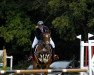 jumper Pinus SG (German Riding Pony, 2013, from Pilatus)