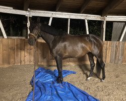 Pferd Herzklasse (Trakehner, 2016, von Lossow)