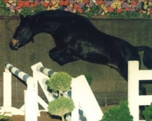 Deckhengst Valento (New-Forest-Pony, 1994, von Vernons Vineyard)