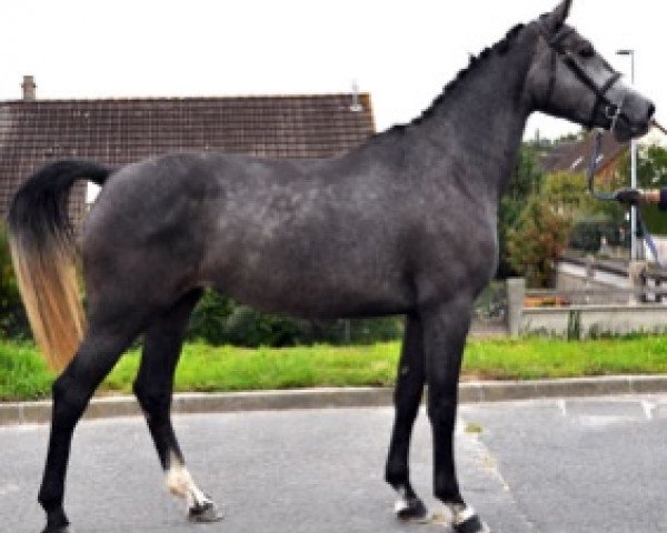 broodmare Erlinka Semilly (Selle Français, 2014, from Utrillo van de Heffinck)