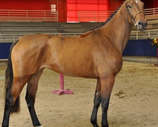 broodmare Vendetta Semilly (Selle Français, 2009, from Diamant de Semilly)