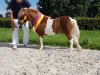 Deckhengst Gorden B (Shetland Pony (unter 87 cm), 2007, von Gustav B)