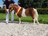 stallion Gorden B (Shetland pony (under 87 cm), 2007, from Gustav B)