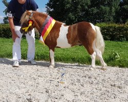 stallion Gorden B (Shetland pony (under 87 cm), 2007, from Gustav B)