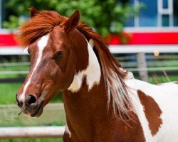 stallion Pandur (Lewitzer, 2001, from Passat)