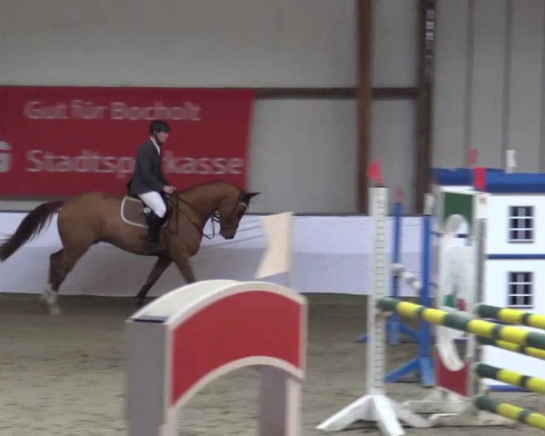 Hallenspringturnier Barlo Bocholt 2015